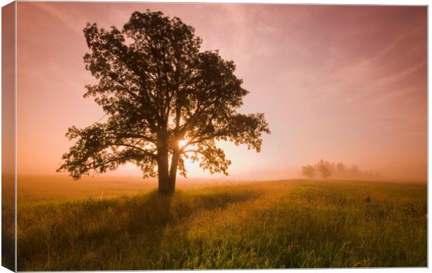 oak tree Canvas Print by Dave Reede