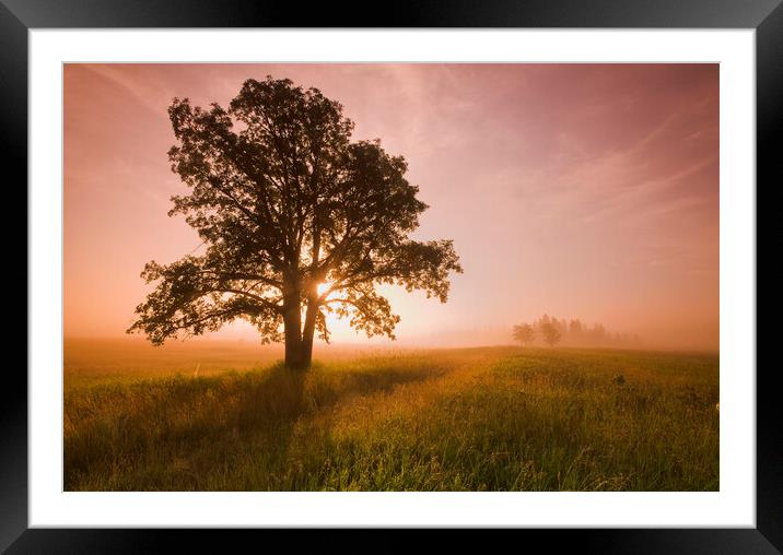 oak tree Framed Mounted Print by Dave Reede