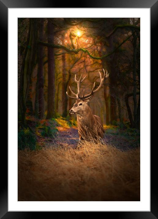 Scottish Red Deer Stag Framed Mounted Print by Alison Chambers