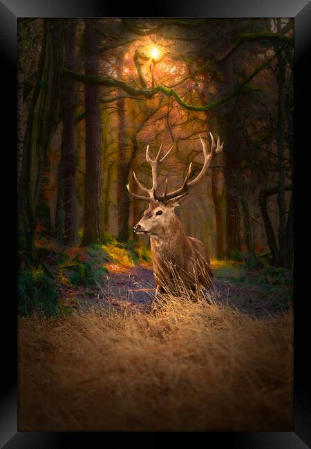 Scottish Red Deer Stag Framed Print by Alison Chambers