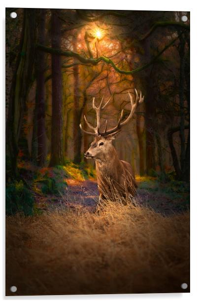 Scottish Red Deer Stag Acrylic by Alison Chambers