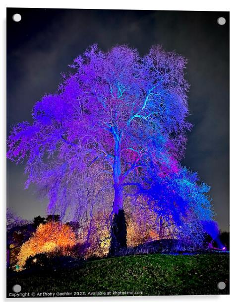 Kew Gardens Light Trail Acrylic by Anthony Goehler