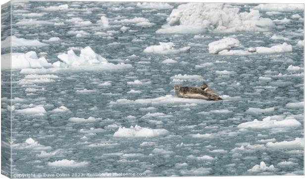 Outdoor Harbour Seal on a growler (small iceberg) in an ice flow in College Fjord, Alaska, USA Canvas Print by Dave Collins