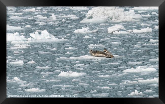 Outdoor Harbour Seal on a growler (small iceberg) in an ice flow in College Fjord, Alaska, USA Framed Print by Dave Collins