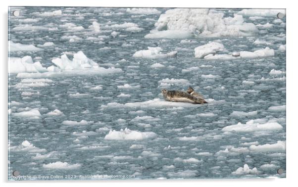 Outdoor Harbour Seal on a growler (small iceberg) in an ice flow in College Fjord, Alaska, USA Acrylic by Dave Collins