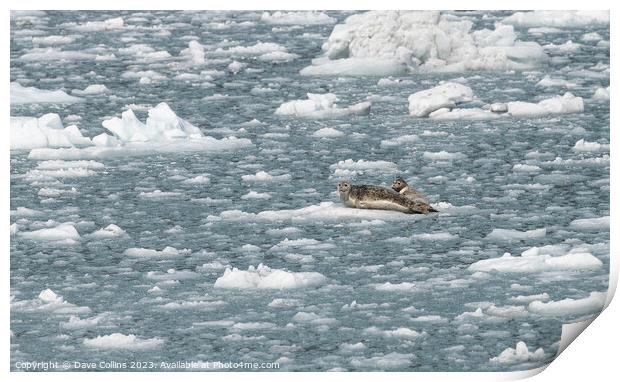 Outdoor Harbour Seal on a growler (small iceberg) in an ice flow in College Fjord, Alaska, USA Print by Dave Collins
