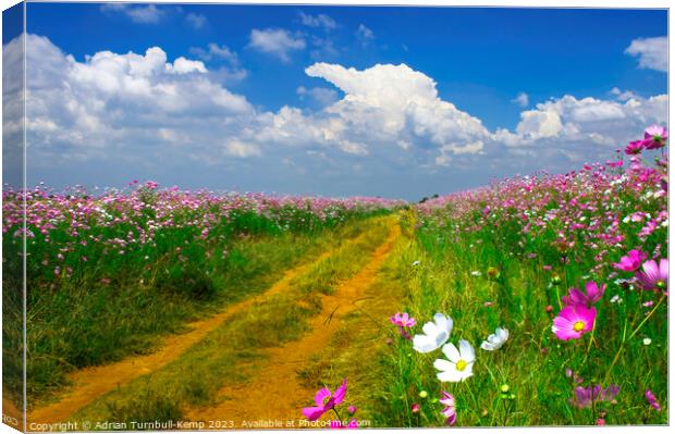 Farm track bounded by cosmos flowers Canvas Print by Adrian Turnbull-Kemp