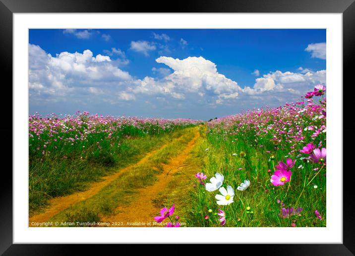 Farm track bounded by cosmos flowers Framed Mounted Print by Adrian Turnbull-Kemp