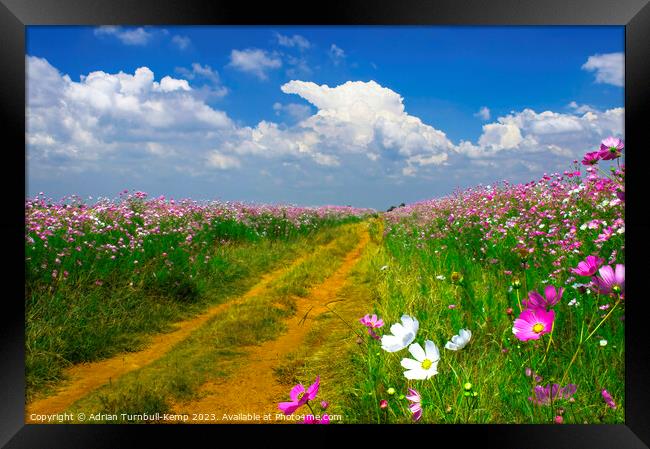 Farm track bounded by cosmos flowers Framed Print by Adrian Turnbull-Kemp