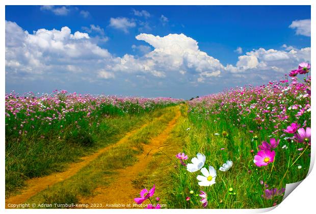 Farm track bounded by cosmos flowers Print by Adrian Turnbull-Kemp