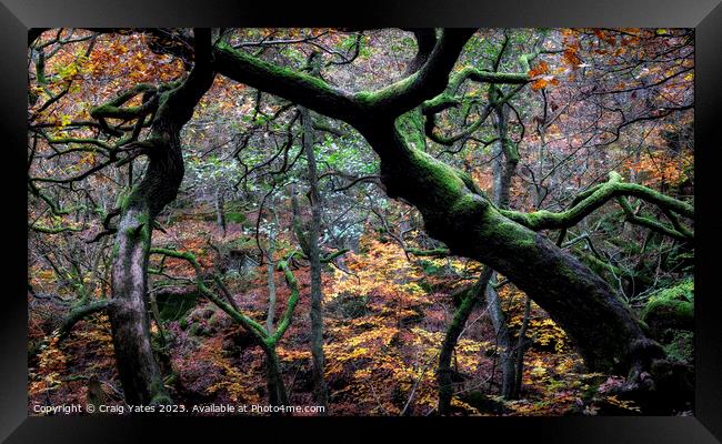 Gnarly Tree Chaos Padley Gorge. Framed Print by Craig Yates