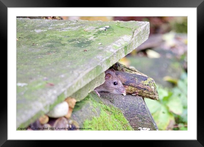 Brown rat peeking out of a stone wLl Framed Mounted Print by Helen Reid