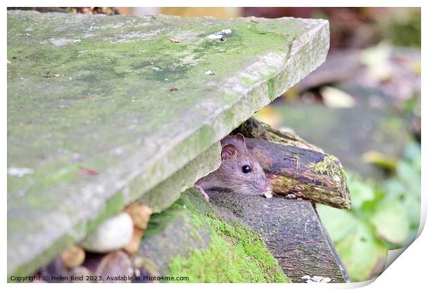 Brown rat peeking out of a stone wLl Print by Helen Reid