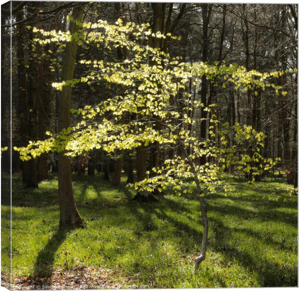 Plant tree Canvas Print by Simon Johnson