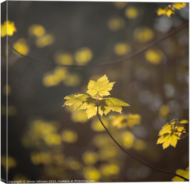A close up of sunlit leaves  Canvas Print by Simon Johnson