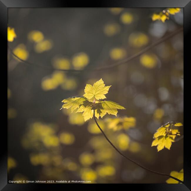 A close up of sunlit leaves  Framed Print by Simon Johnson