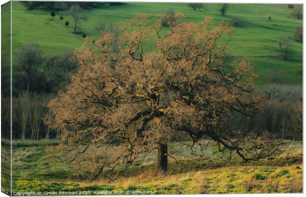 Sunlit Oak tree Canvas Print by Simon Johnson