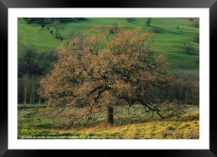 Sunlit Oak tree Framed Mounted Print by Simon Johnson