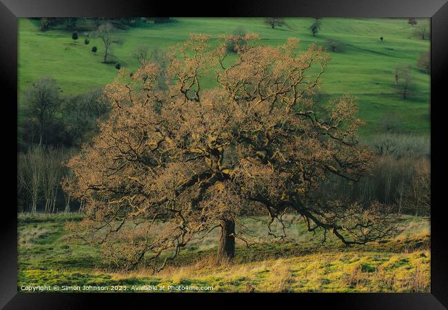 Sunlit Oak tree Framed Print by Simon Johnson