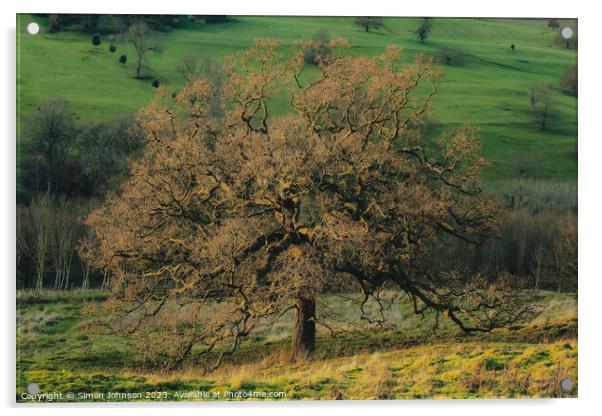 Sunlit Oak tree Acrylic by Simon Johnson