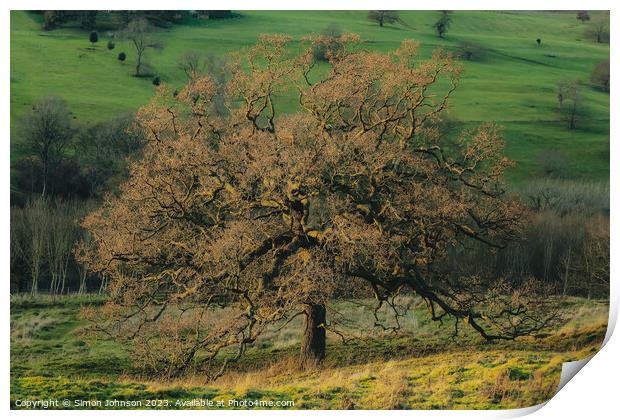 Sunlit Oak tree Print by Simon Johnson