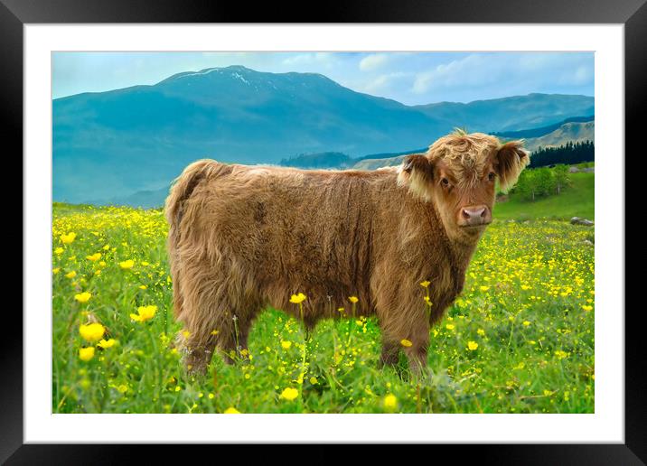 Highland Cow Calf Framed Mounted Print by Alison Chambers
