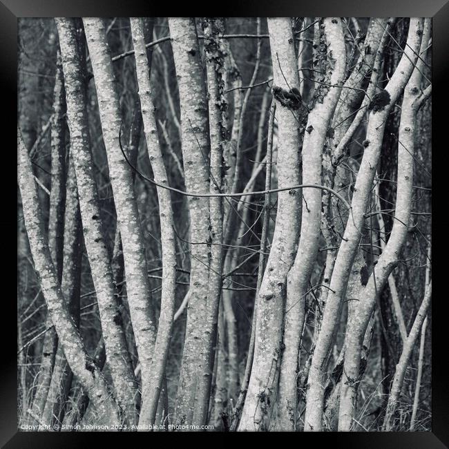 tree trunks Framed Print by Simon Johnson