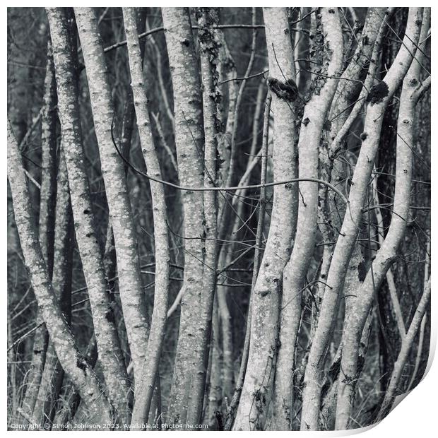 tree trunks Print by Simon Johnson