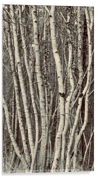 tree trunk patterns Acrylic by Simon Johnson