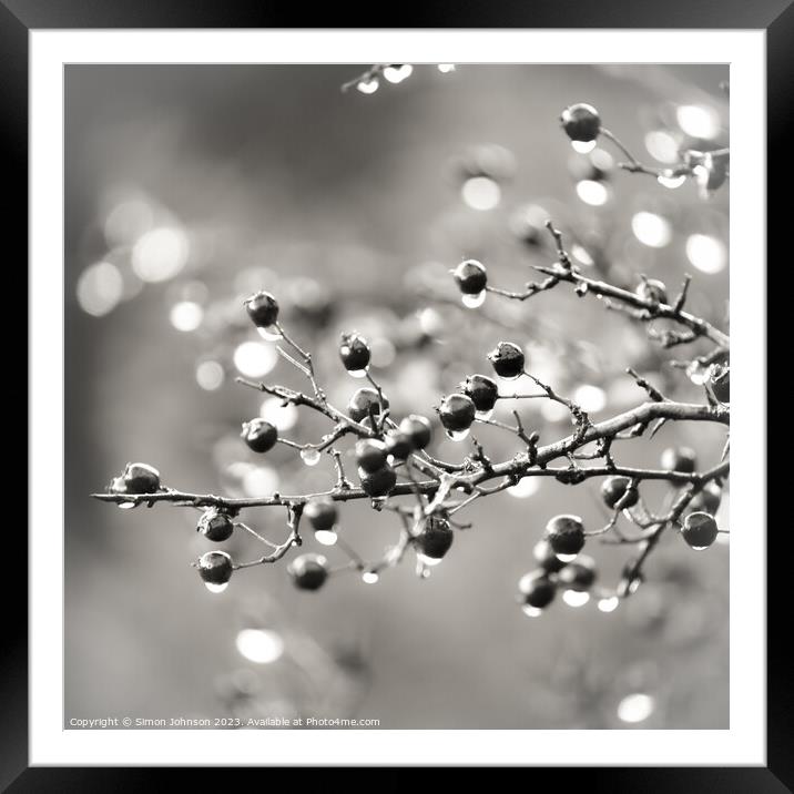 berries with raindrops Framed Mounted Print by Simon Johnson