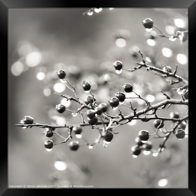 berries with raindrops Framed Print by Simon Johnson