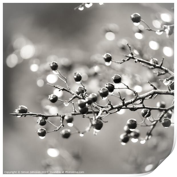 berries with raindrops Print by Simon Johnson