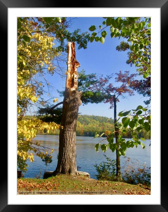 Pine tree Framed Mounted Print by Stephanie Moore