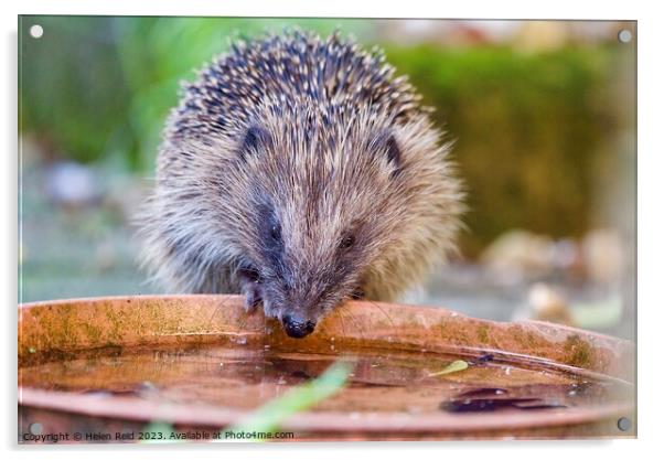 Animal hedgehog Acrylic by Helen Reid