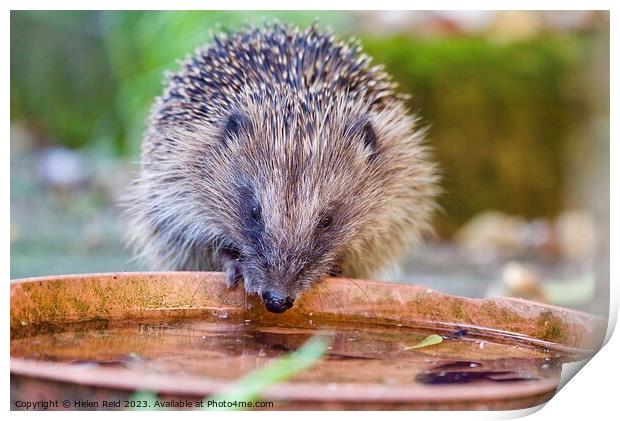 Animal hedgehog Print by Helen Reid