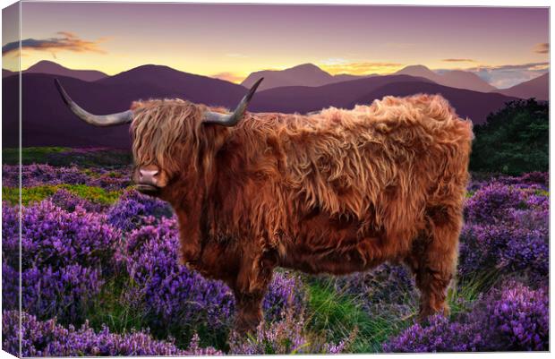 Highland Cow Canvas Print by Alison Chambers