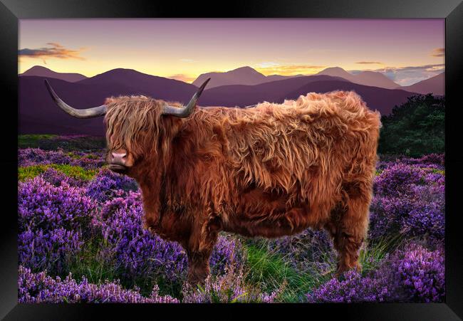 Highland Cow Framed Print by Alison Chambers