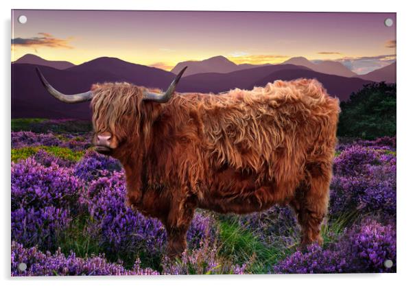 Highland Cow Acrylic by Alison Chambers