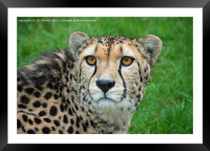 CHEETAH Framed Mounted Print by CATSPAWS 