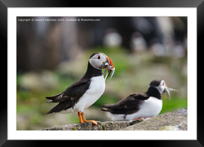 Atlantic Puffin with Sandeels Framed Mounted Print by Howard Kennedy