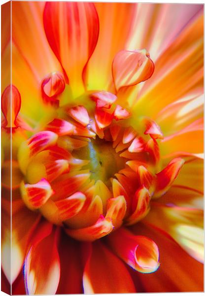 Dahlia Canvas Print by Chris Manfield