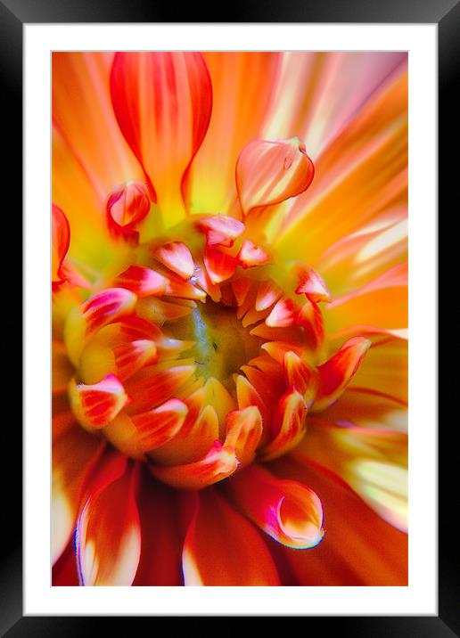 Dahlia Framed Mounted Print by Chris Manfield