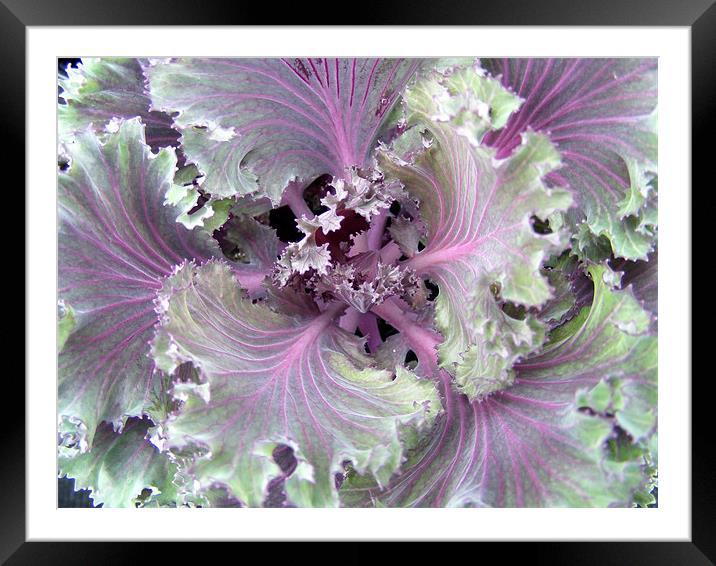 Ornamental cabbage Framed Mounted Print by Ali Kernick