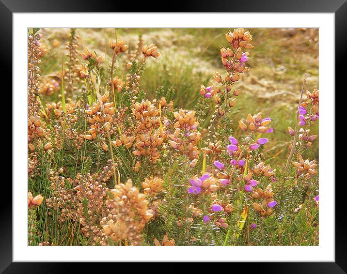 New Forest Heather Framed Mounted Print by Ali Kernick