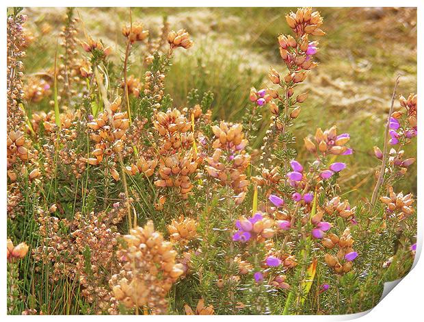 New Forest Heather Print by Ali Kernick