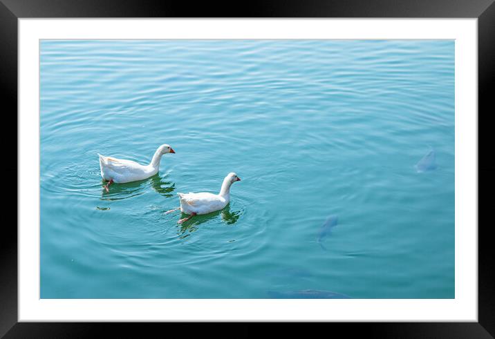 A swan swimming in a body of water pond Framed Mounted Print by Ambir Tolang