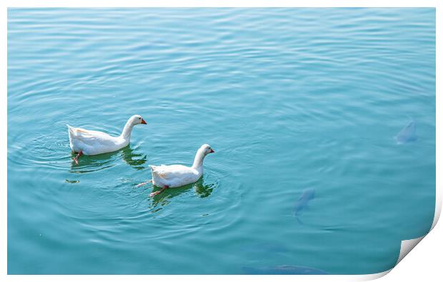 A swan swimming in a body of water pond Print by Ambir Tolang