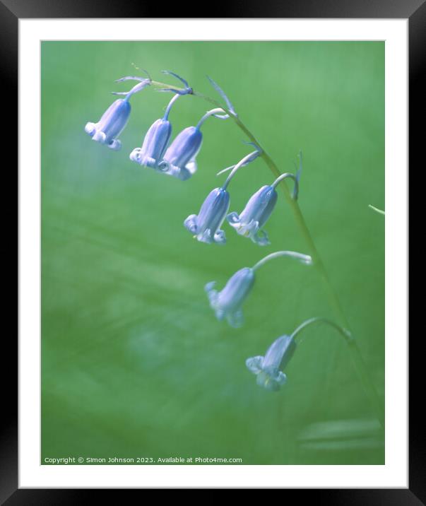A close up of  a bluebell flower  Framed Mounted Print by Simon Johnson