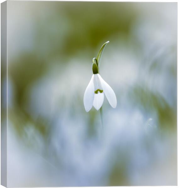 Snowdrop flower  Canvas Print by Simon Johnson