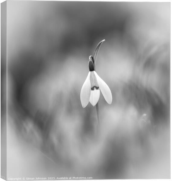 Single Snowdrop monochrome  Canvas Print by Simon Johnson